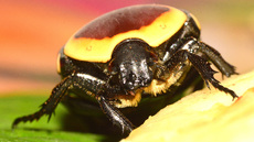 Kongo-Rosenkäfer (16).jpg